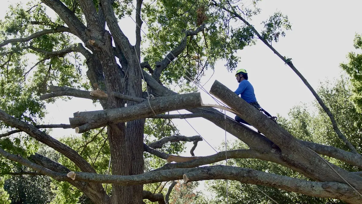Professional Crown Thinning performed by certified arborists in Hall