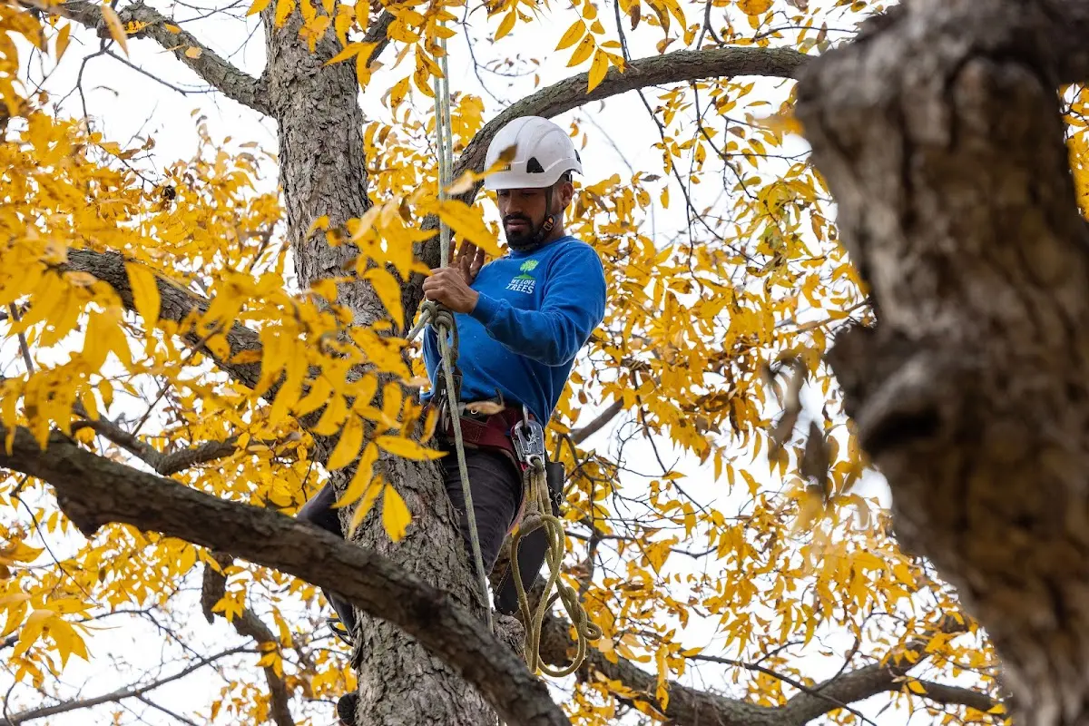 Skilled Emergency Tree Service crew working in Hall
